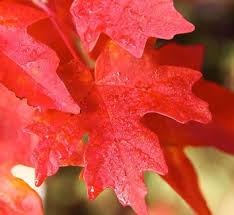 Acer Palmatum Nishiki Red Spire 18lt