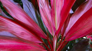 Cordyline Fruiticosa Red Wings 140mm