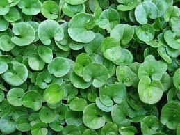 Dichondra Repens 140mm