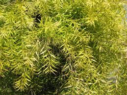 Melaleuca Revolution Gold 175mm