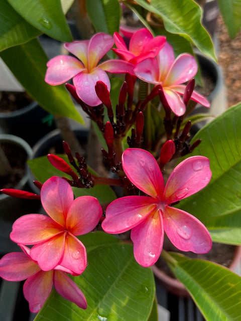 Rich Pink 14lt