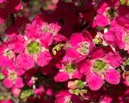 Leptospermum Riot 200mm