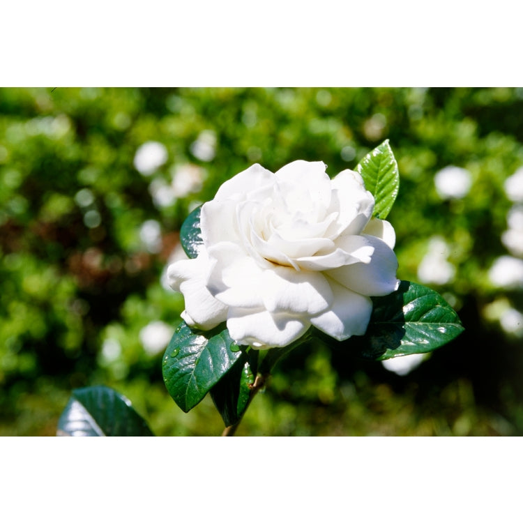 Gardenia Romance 14cm