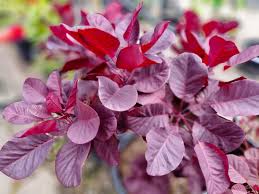 Cotinus Royal Purple Smokebush 4.5lt