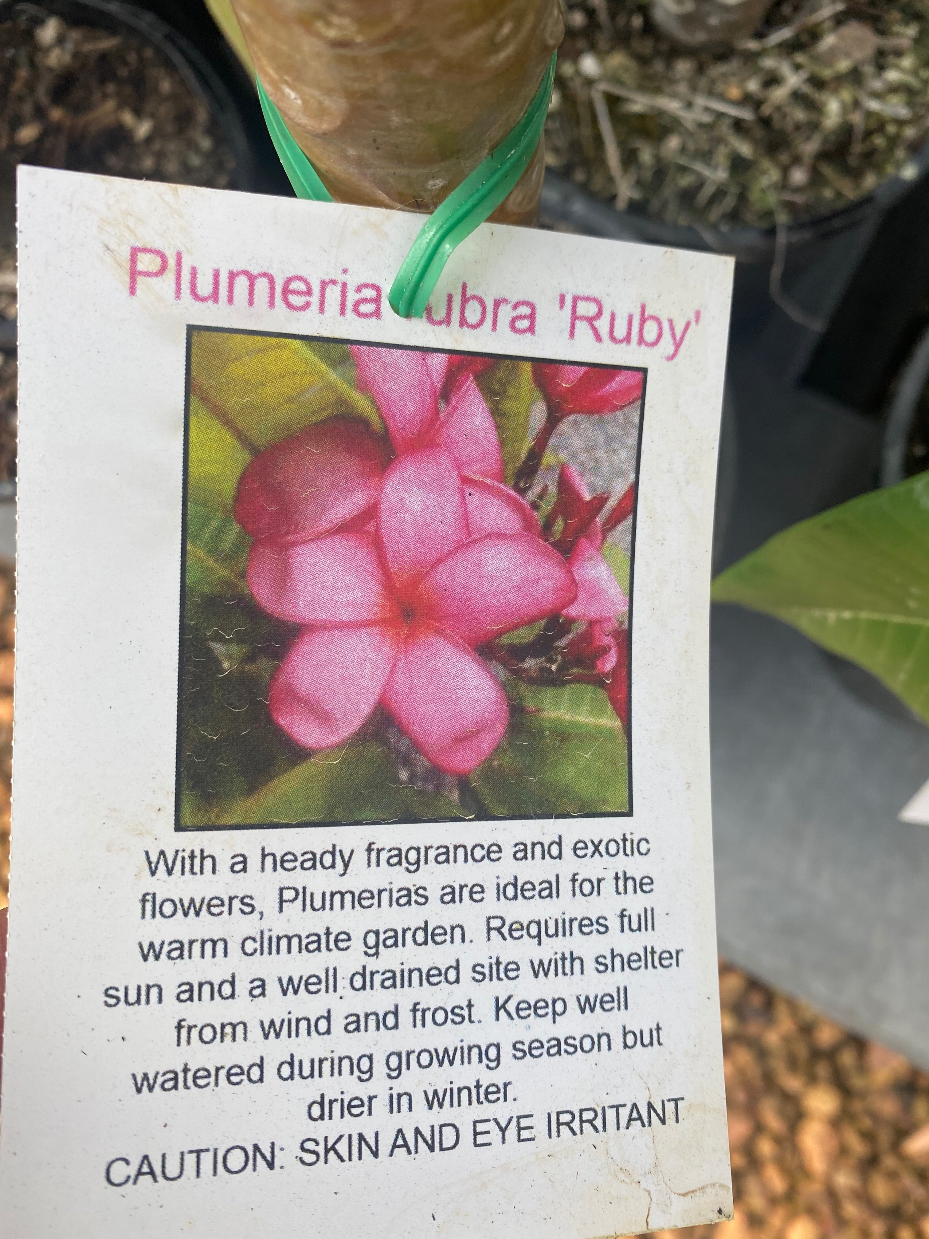 Ruby 125mm – Bigga Trees