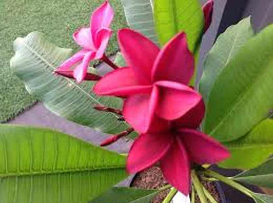 Ruby Belle 50lt