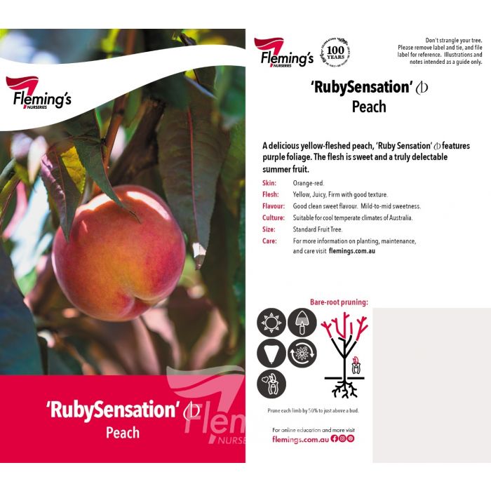 Ruby Sensation Peach bare root