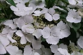 Hydrangea Runaway Bride 330mm