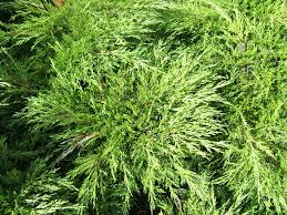 Juniperus Sabina Savin Juniper 200mm