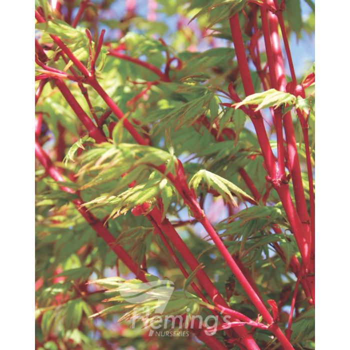 Acer Sango Kaku Coral Bark 30lt