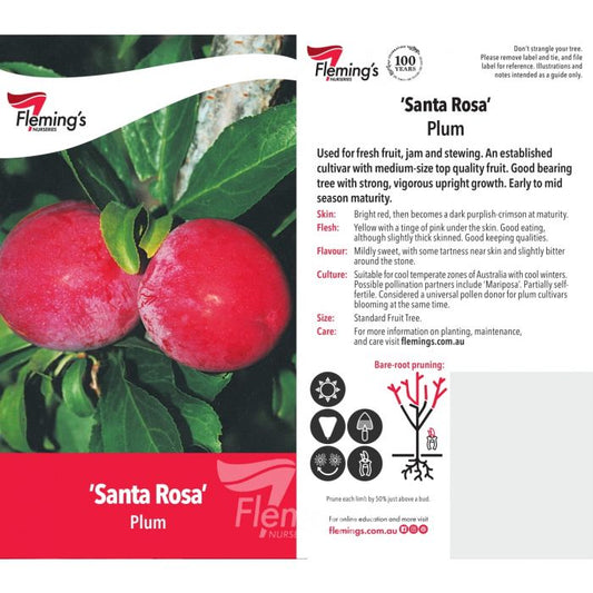 Santa Rosa Plum bare root