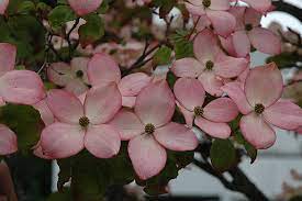 Cornus Satomi bare root