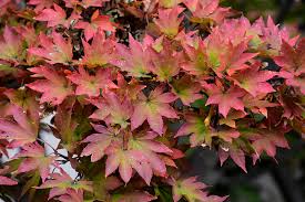 Acer Sieboldianum Siebold Maple 18lt