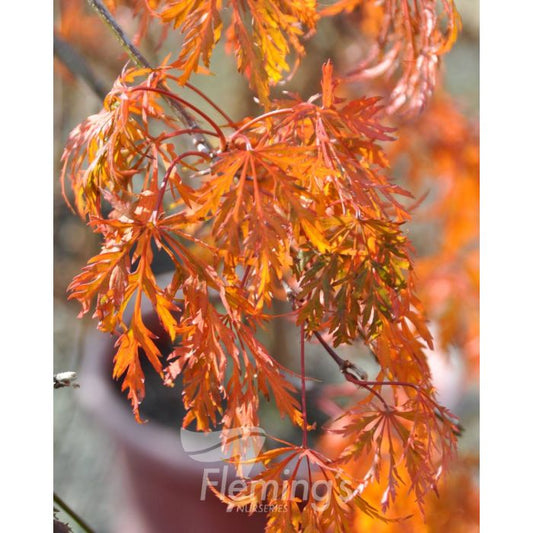 Acer palmatum Dissectum Sekimori bare root