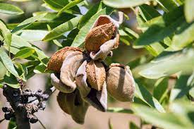 Almond Self Pollinating