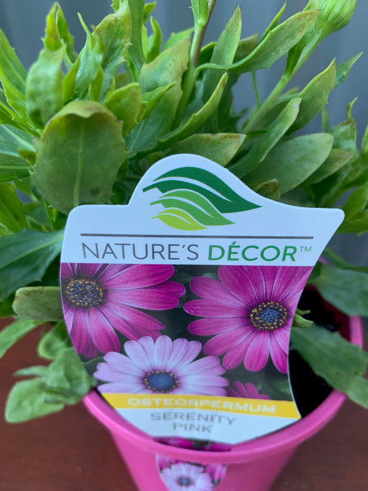 Osteospermum Serenity Pink 140mm