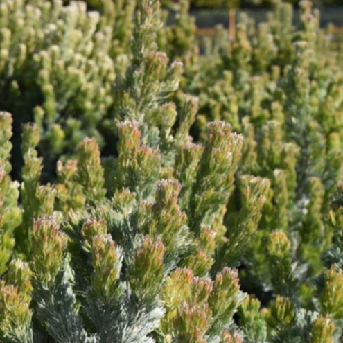 Adenanthos Sericea Select 12lt
