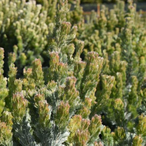 Adenanthos Sericea Select 8lt