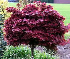 Acer Palmatum Shaina 30lt