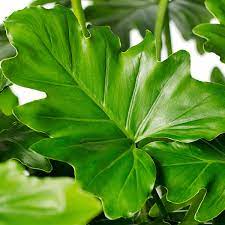 Philodendron