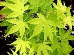 Acer Palmatum Shidava Gold 50lt