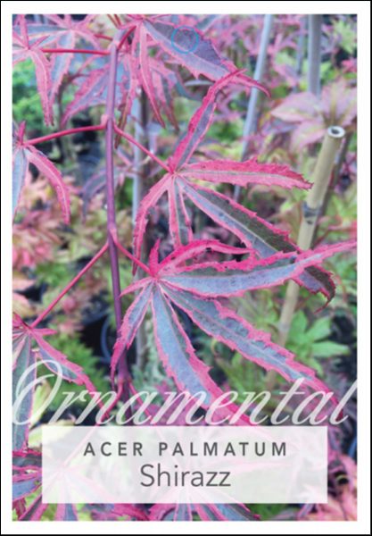 Acer Palmatum Shirazz Std 33cm