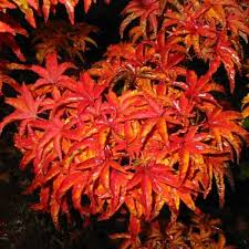 Acer Palmatum Shishigashira 50lt