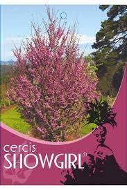 Cercis Showgirl bare root