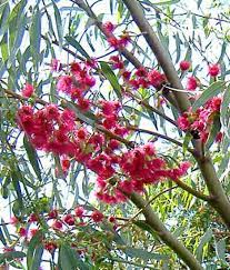 Eucalyptus Sideroxylon Rosea 30lt