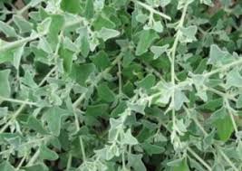 Rhagodia Silver Border 14cm