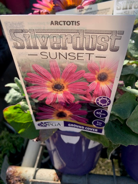 Arctotis Silverdust Sunset 140mm