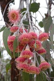 Eucalyptus Caesia 140mm