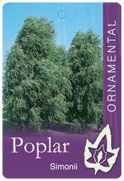 Simon's Poplar