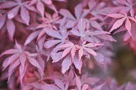Acer Skeeters Broom 18lt