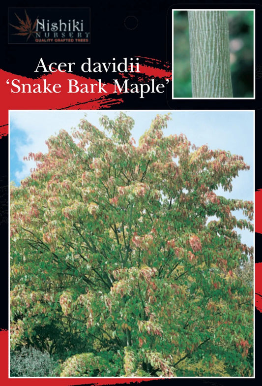 Acer Davidii Snake Bark Maple 30lt