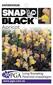 Antirrhinum Apricot Snap In Black 140mm