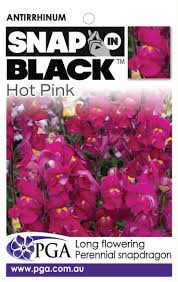 Antirrhinum Hot Pink 140mm