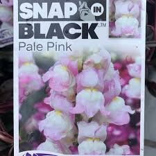 Antirrhinum Pale Pink Snap In Black 140mm