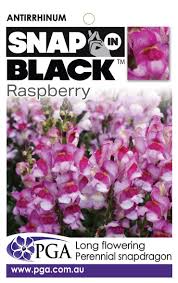 Antirrhinum Rasberry Snap In Black 140mm