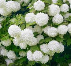 Viburnum Sterile Snowball Tree 18lt