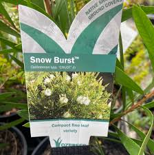 Callistemon Snow Burst 140ml