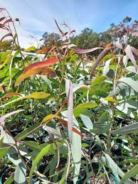 Eucalyptus Snow Queen 8lt