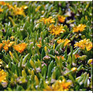 Disphyllum Sunpeach 140mm