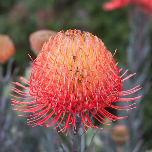 Leucospermum So Exquisite 140mm