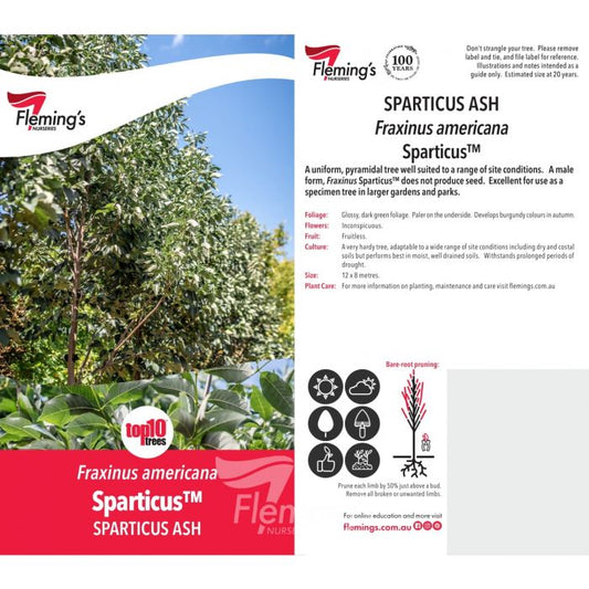 Fraxinus Sparticus Ash 50lt