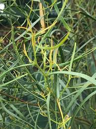 Eucalyptus Spathulata 50lt