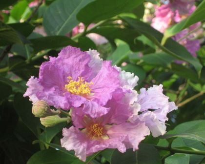 Lagerstroemia Speciosa Mauve 30lt