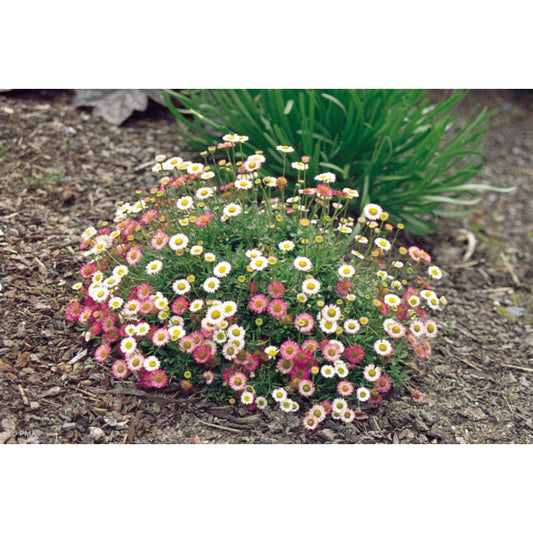 Erigeron Spindrift