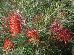 Grevillea Spirit Of Anzac 140mm