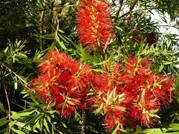 Callistemon Splendens 180mm